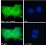 Immunofluorescence - Anti-CASP Antibody (A83821) - Antibodies.com