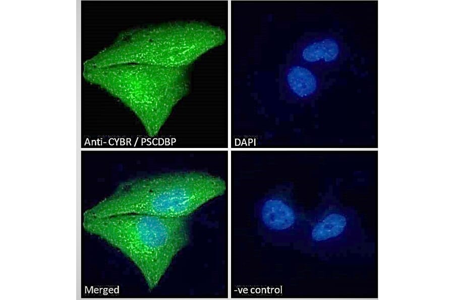 Immunofluorescence - Anti-CASP Antibody (A83821) - Antibodies.com