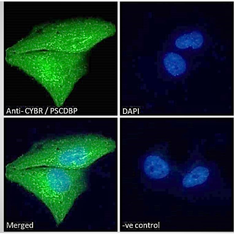 Immunofluorescence - Anti-CASP Antibody (A83821) - Antibodies.com