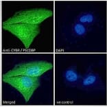 Immunofluorescence - Anti-CASP Antibody (A83821) - Antibodies.com