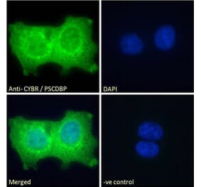 Immunofluorescence - Anti-Cytohesin 1 Antibody (A83821)