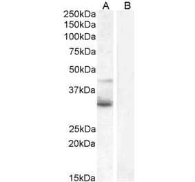 Western Blot - Anti-Wnt4 Antibody (A83822) - Antibodies.com