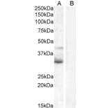 Western Blot - Anti-Wnt4 Antibody (A83822) - Antibodies.com