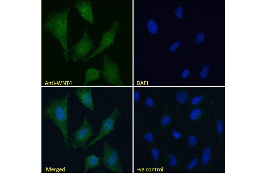 Immunofluorescence - Anti-Wnt4 Antibody (A83822) - Antibodies.com
