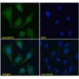 Immunofluorescence - Anti-Wnt4 Antibody (A83822) - Antibodies.com