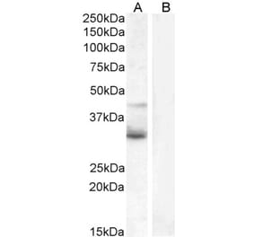 Western Blot - Anti-WNT4 Antibody (A83822) - Antibodies.com