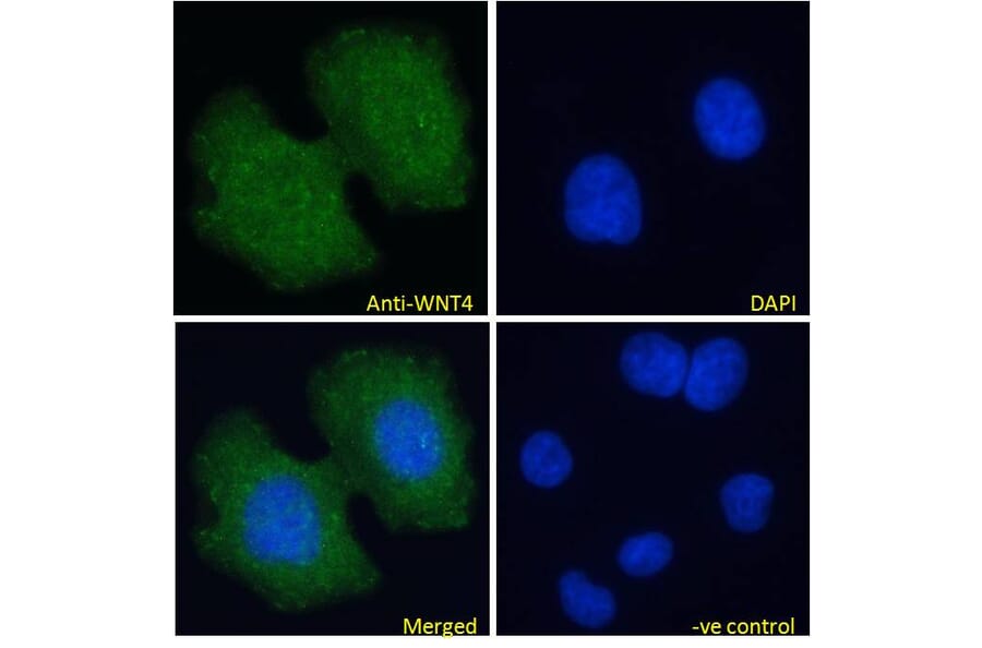 Immunofluorescence - Anti-Wnt4 Antibody (A83822) - Antibodies.com