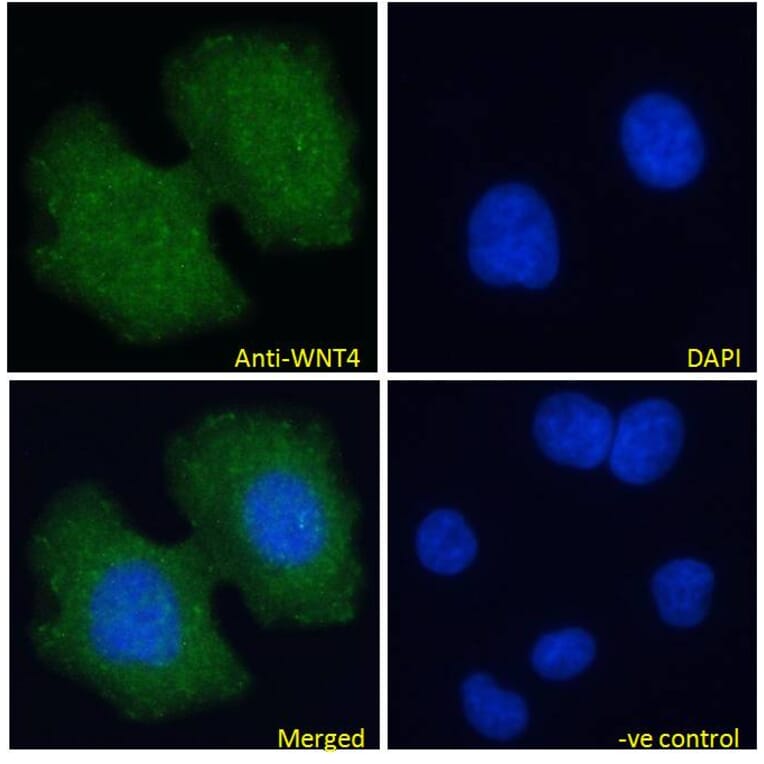 Immunofluorescence - Anti-Wnt4 Antibody (A83822) - Antibodies.com