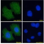 Immunofluorescence - Anti-Wnt4 Antibody (A83822) - Antibodies.com