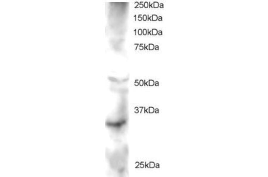Western Blot - Anti-GSK3 Antibody (A83823) - Antibodies.com