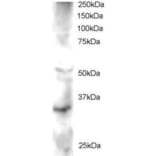 Western Blot - Anti-GSK3 Antibody (A83823) - Antibodies.com