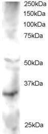 Anti-FRAT2 Antibody (A83823) staining (2µg/ml) of Human Heart lysate (RIPA buffer, 30µg total protein per lane). Primary incubated for 1 hour. Detected by western blot using chemiluminescence.