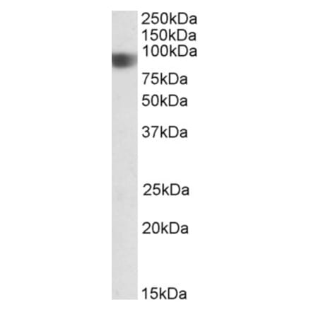 Western Blot - Anti-NOD1 Antibody (A83825) - Antibodies.com