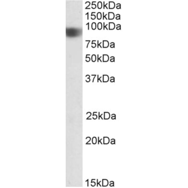 Western Blot - Anti-NOD1 Antibody (A83825) - Antibodies.com