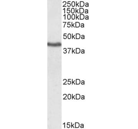 Western Blot - Anti-KLF3 Antibody (A83826) - Antibodies.com