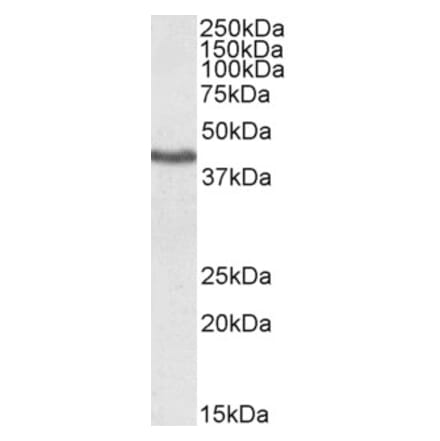 Western Blot - Anti-KLF3 Antibody (A83826) - Antibodies.com