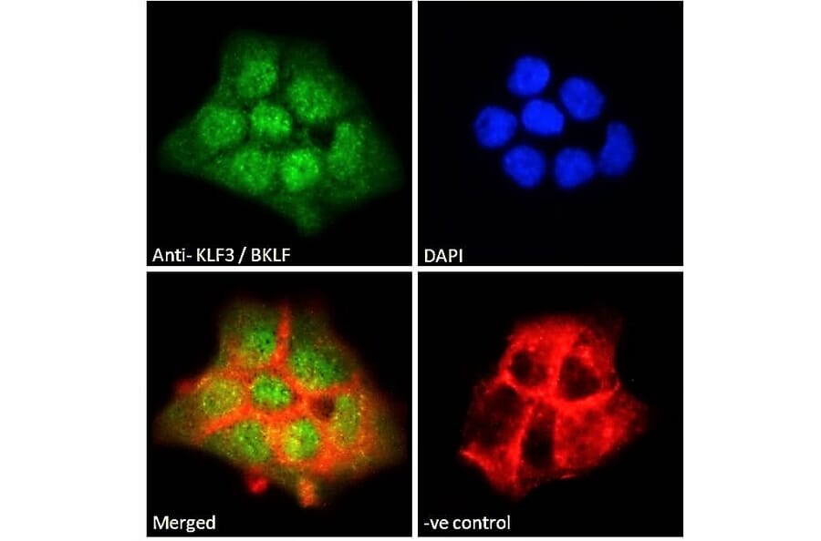 Immunofluorescence - Anti-KLF3 Antibody (A83826) - Antibodies.com