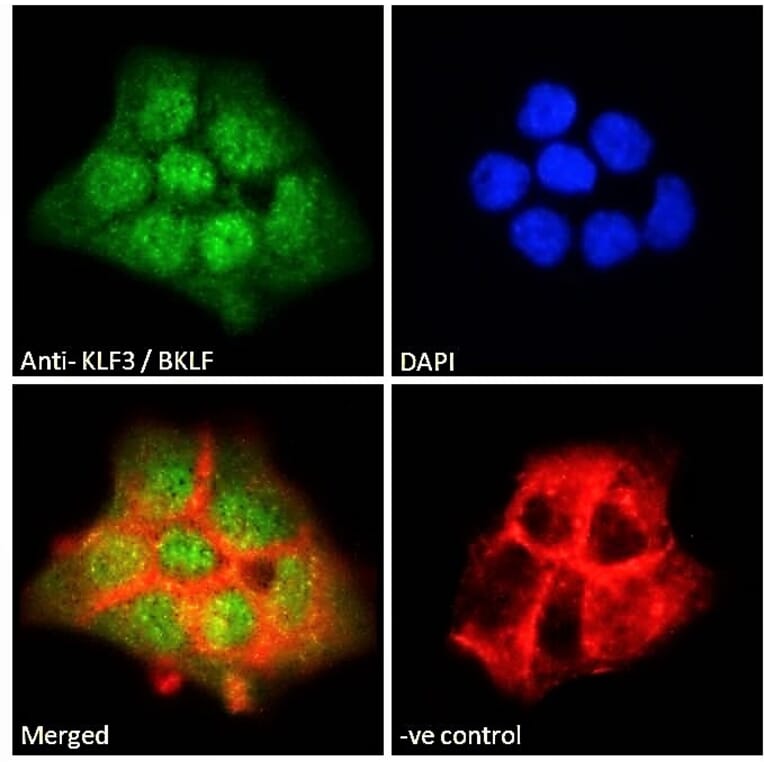 Immunofluorescence - Anti-KLF3 Antibody (A83826) - Antibodies.com