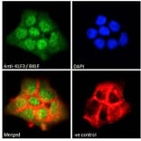 Immunofluorescence - Anti-KLF3 Antibody (A83826) - Antibodies.com