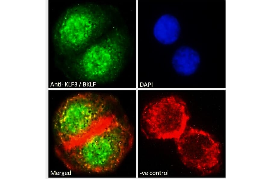 Immunofluorescence - Anti-KLF3 Antibody (A83826) - Antibodies.com