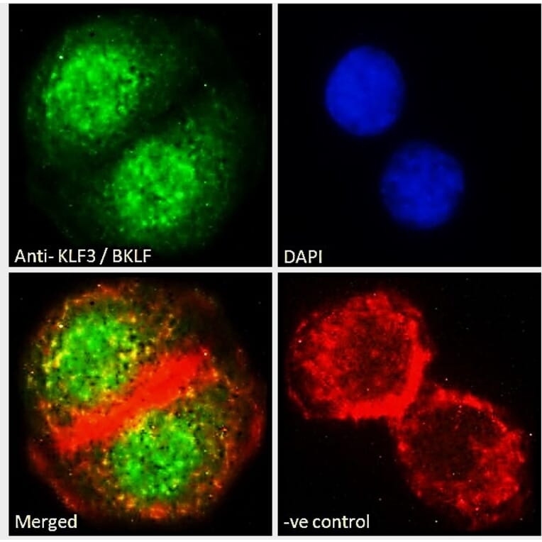 Immunofluorescence - Anti-KLF3 Antibody (A83826) - Antibodies.com