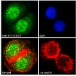 Immunofluorescence - Anti-KLF3 Antibody (A83826) - Antibodies.com