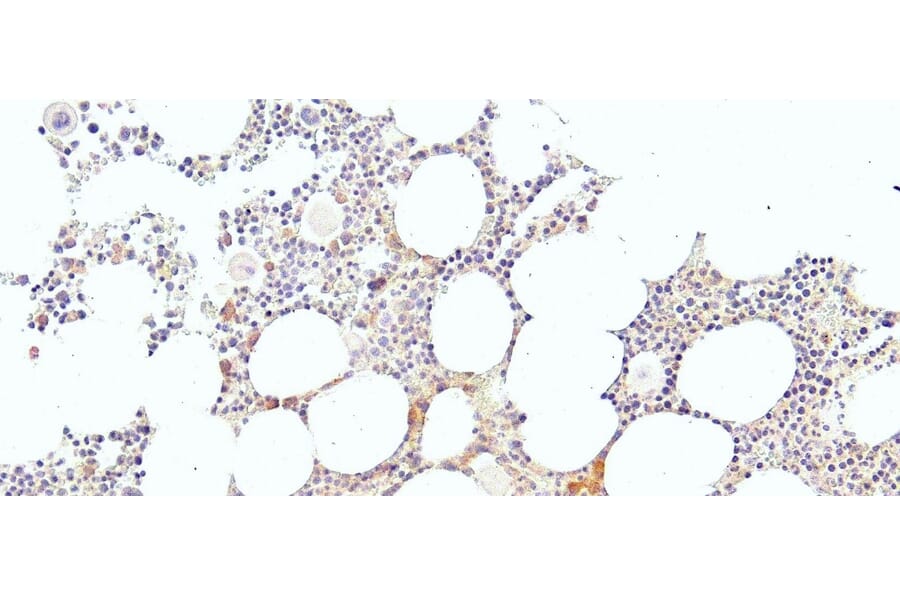 Immunohistochemistry - Anti-EKLF/KLF1 Antibody (A83827) - Antibodies.com