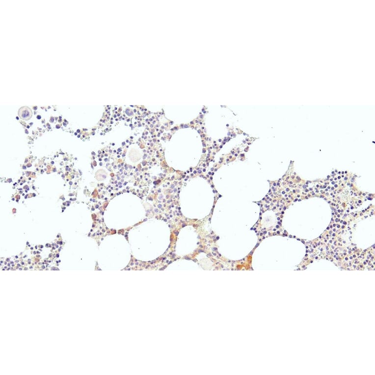 Immunohistochemistry - Anti-EKLF/KLF1 Antibody (A83827) - Antibodies.com