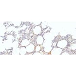 Immunohistochemistry - Anti-EKLF/KLF1 Antibody (A83827) - Antibodies.com