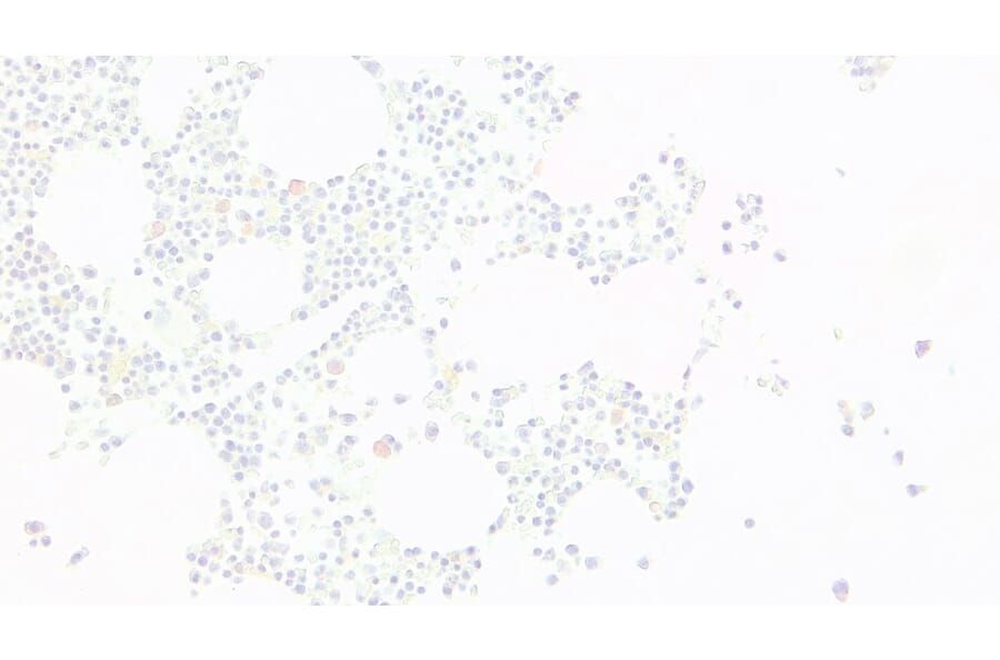 Immunohistochemistry - Anti-EKLF/KLF1 Antibody (A83827) - Antibodies.com