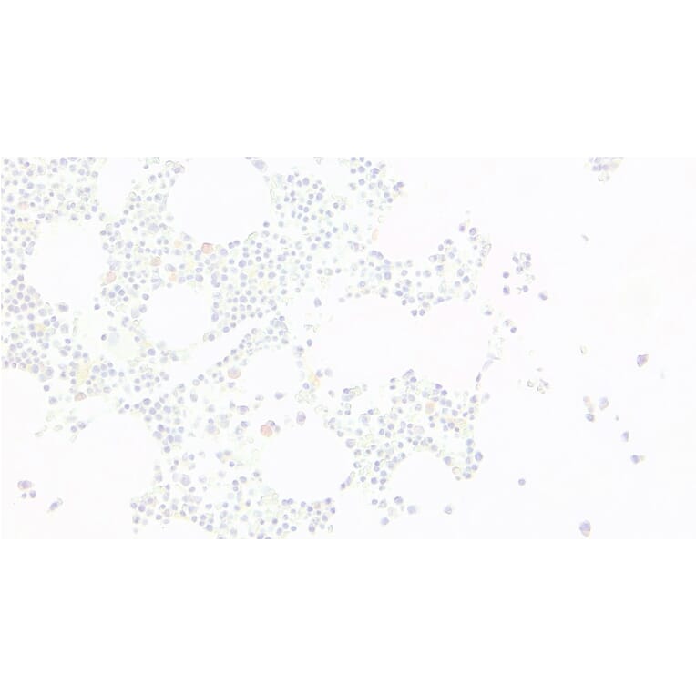 Immunohistochemistry - Anti-EKLF/KLF1 Antibody (A83827) - Antibodies.com