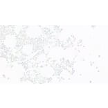 Immunohistochemistry - Anti-EKLF/KLF1 Antibody (A83827) - Antibodies.com