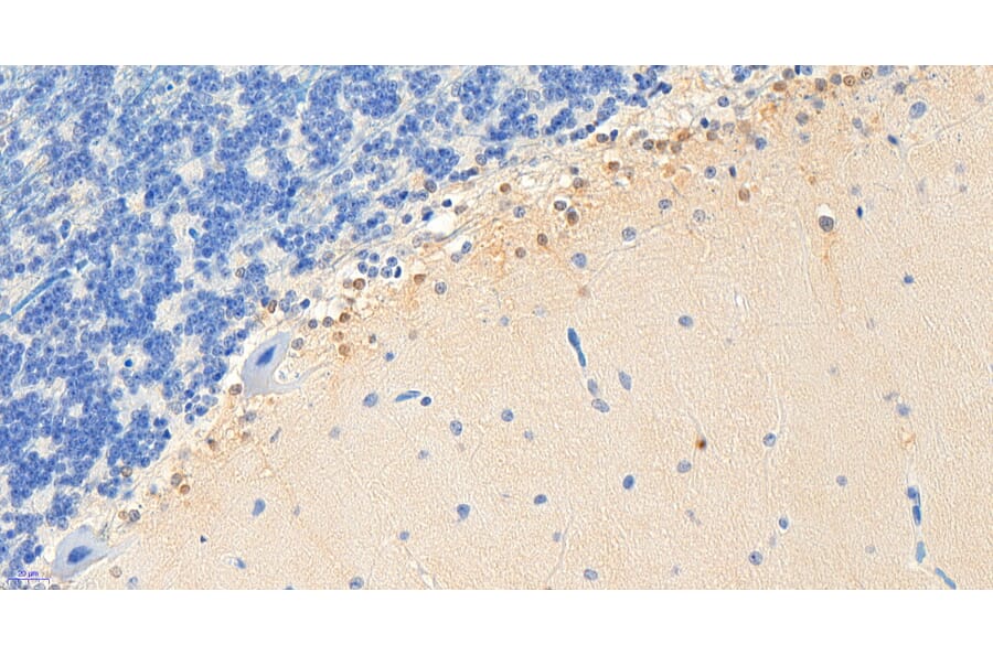 Immunohistochemistry - Anti-RKIP Antibody (A83828) - Antibodies.com