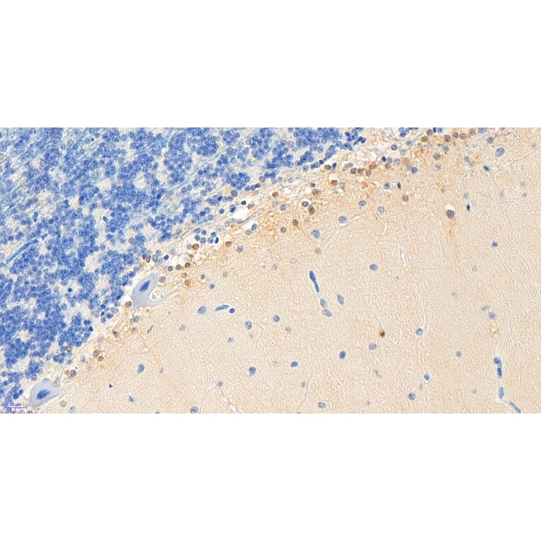 Immunohistochemistry - Anti-RKIP Antibody (A83828) - Antibodies.com