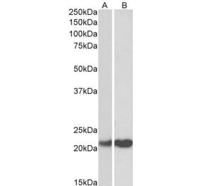 Western Blot - Anti-PEBP1 Antibody (A83828) - Antibodies.com