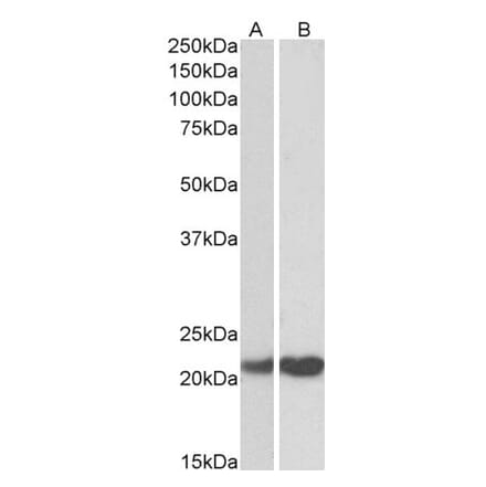 Western Blot - Anti-PEBP1 Antibody (A83828) - Antibodies.com