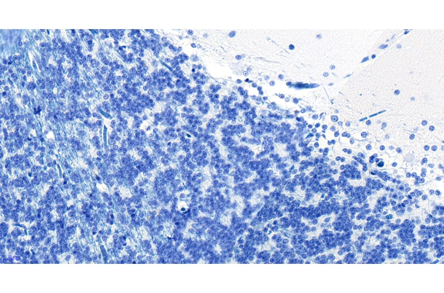 Immunohistochemistry - Anti-RKIP Antibody (A83828) - Antibodies.com