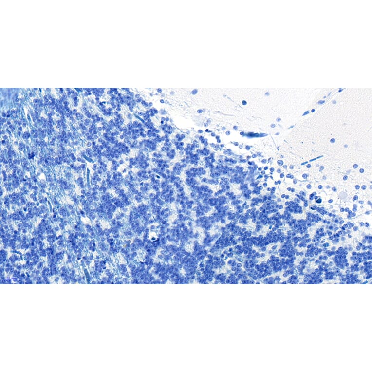 Immunohistochemistry - Anti-RKIP Antibody (A83828) - Antibodies.com