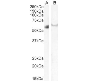 Western Blot - Anti-IRF6 Antibody (A83829) - Antibodies.com