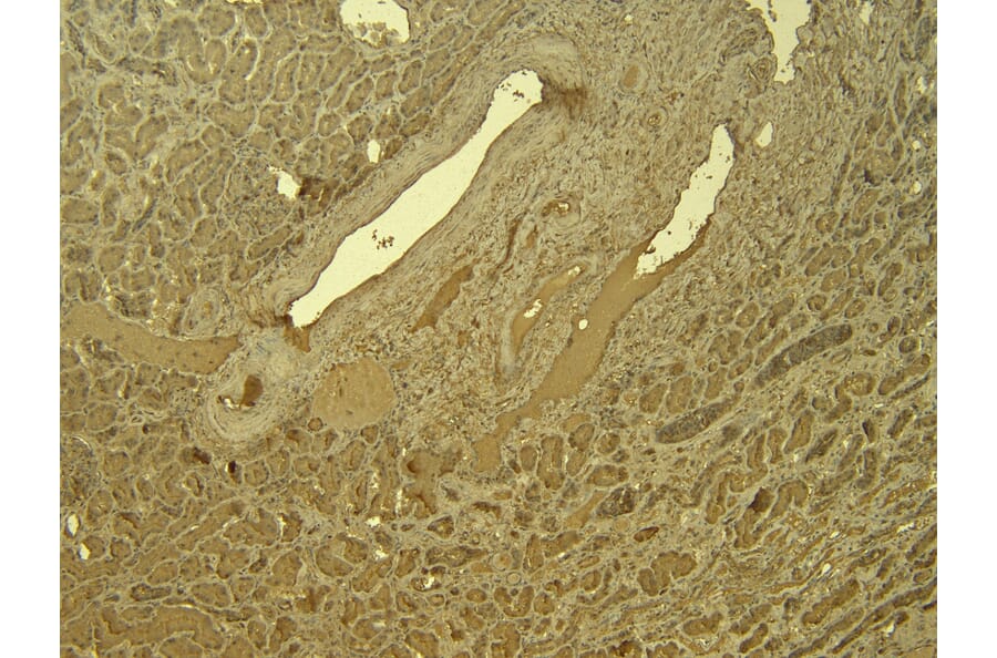 Immunohistochemistry - Anti-IRF6 Antibody (A83829) - Antibodies.com