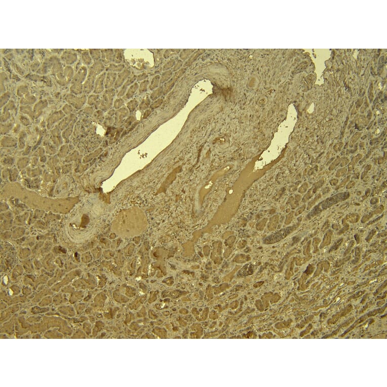 Immunohistochemistry - Anti-IRF6 Antibody (A83829) - Antibodies.com