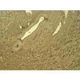 Immunohistochemistry - Anti-IRF6 Antibody (A83829) - Antibodies.com