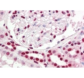 Immunohistochemistry - Anti-IRF6 Antibody (A83829) - Antibodies.com