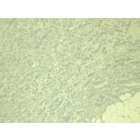 Immunohistochemistry - Anti-IRF6 Antibody (A83829) - Antibodies.com