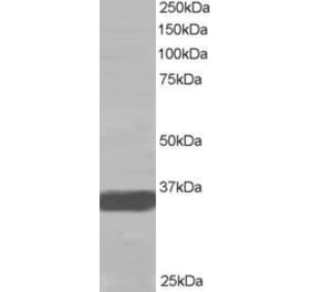 Western Blot - Anti-MRGX Antibody (A83831) - Antibodies.com