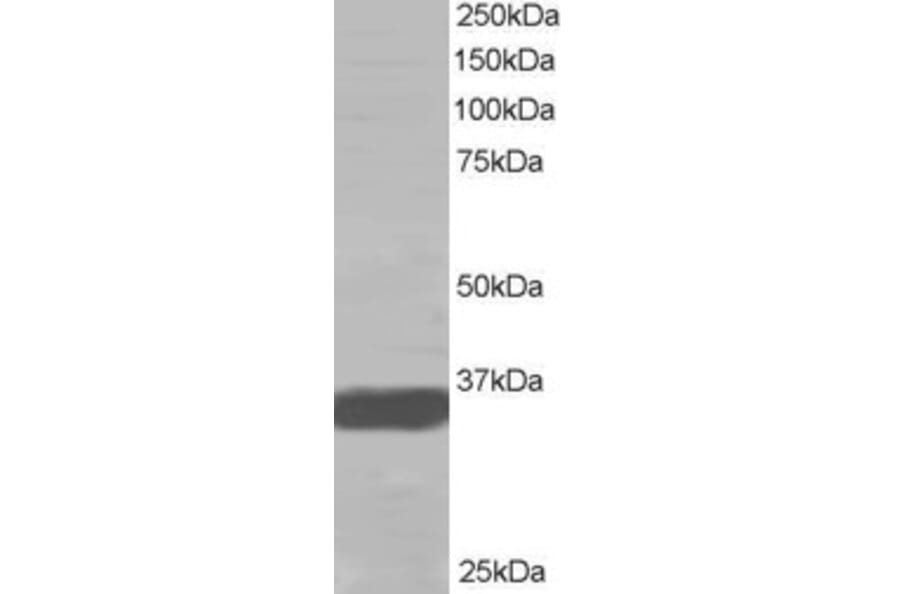 Western Blot - Anti-MRGX Antibody (A83831) - Antibodies.com