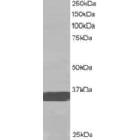 Western Blot - Anti-MRGX Antibody (A83831) - Antibodies.com