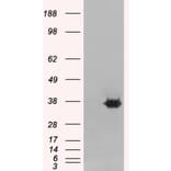 Western Blot - Anti-MRGX Antibody (A83831) - Antibodies.com