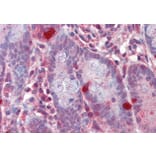 Immunohistochemistry - Anti-RGS1 Antibody (A83832) - Antibodies.com