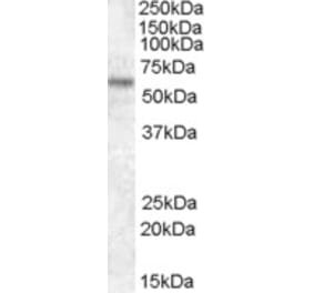 Western Blot - Anti-TFE3 Antibody (A83833) - Antibodies.com